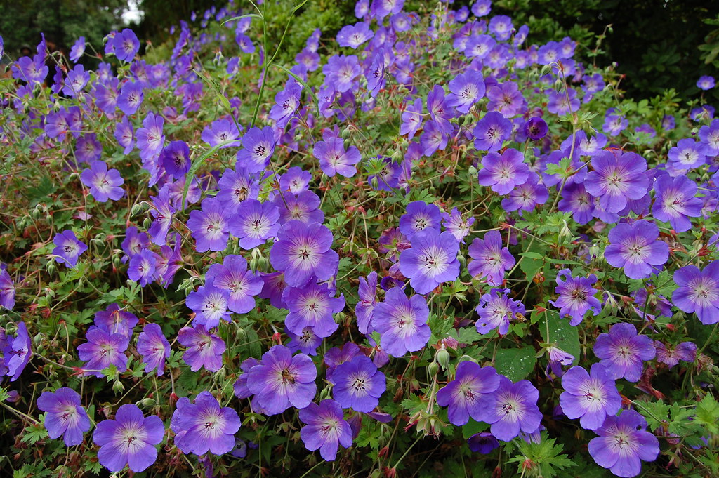 Plantes à fleurs colorées sur un balcon ensoleillé apportant une touche de couleur et de parfum