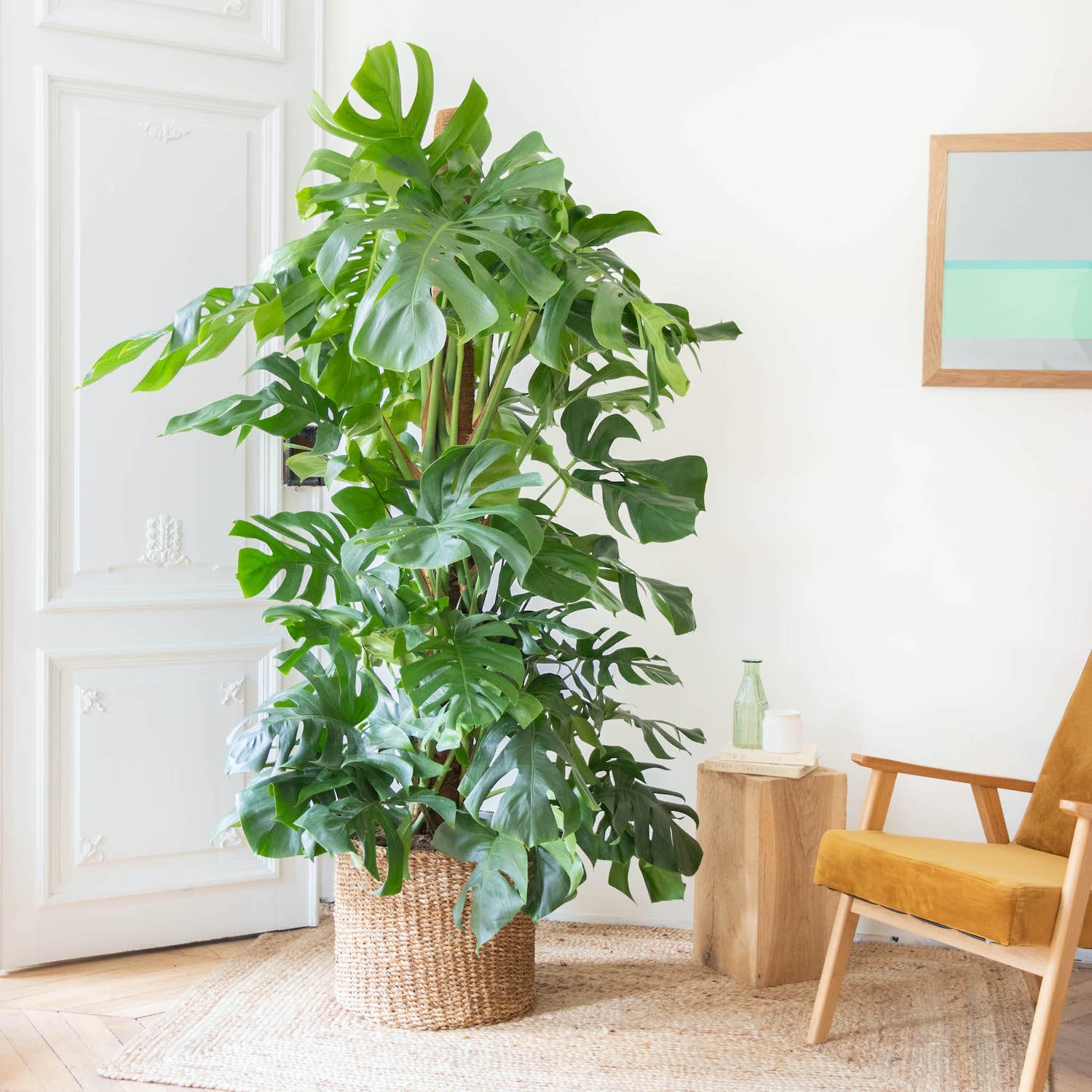 Plantes à feuillage coloré sur un balcon ensoleillé