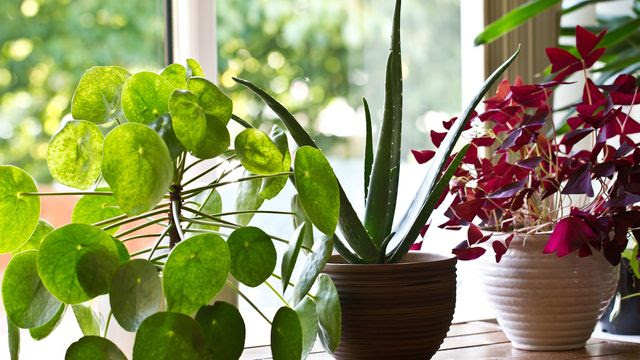 plantes dépolluantes variées dans intérieur maison lumineux